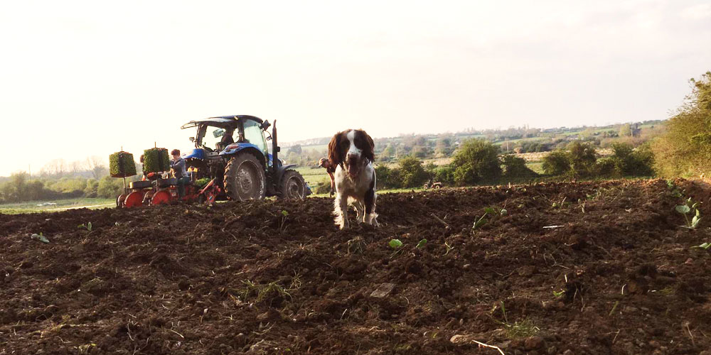 McNally Family Farm